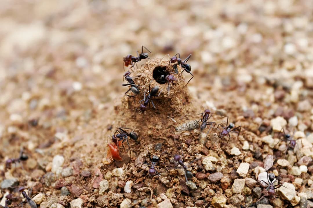 Ant mound