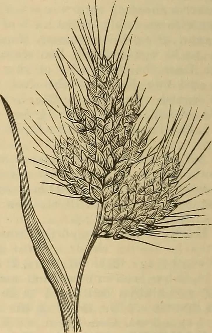Egyptian Wheat. A dictionary of the Bible.. (1887) (14758888746)