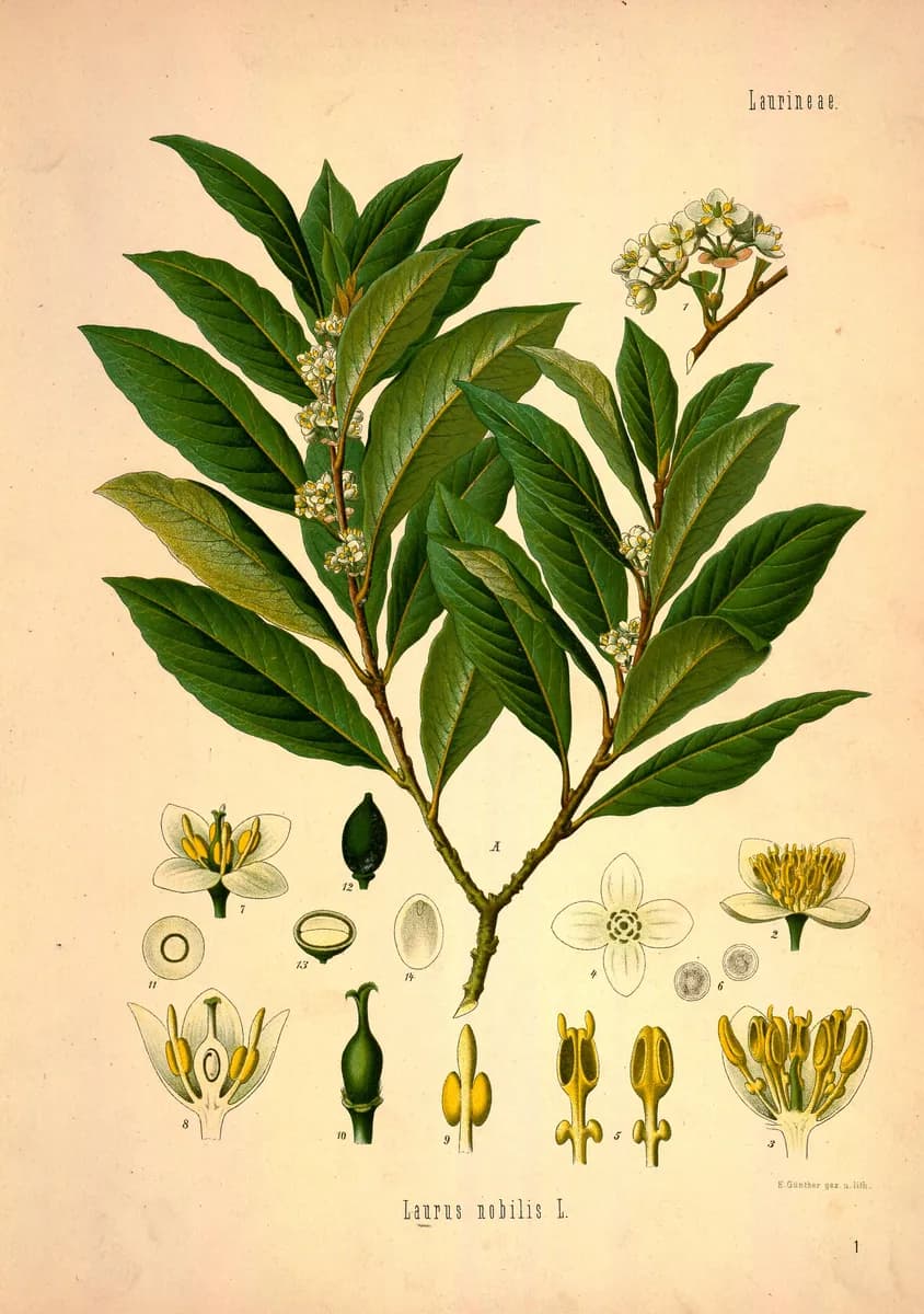 Köhler's Medizinal-Pflanzen in naturgetreuen Abbildungen mit kurz erläuterndem Texte (Plate 1) BHL303564