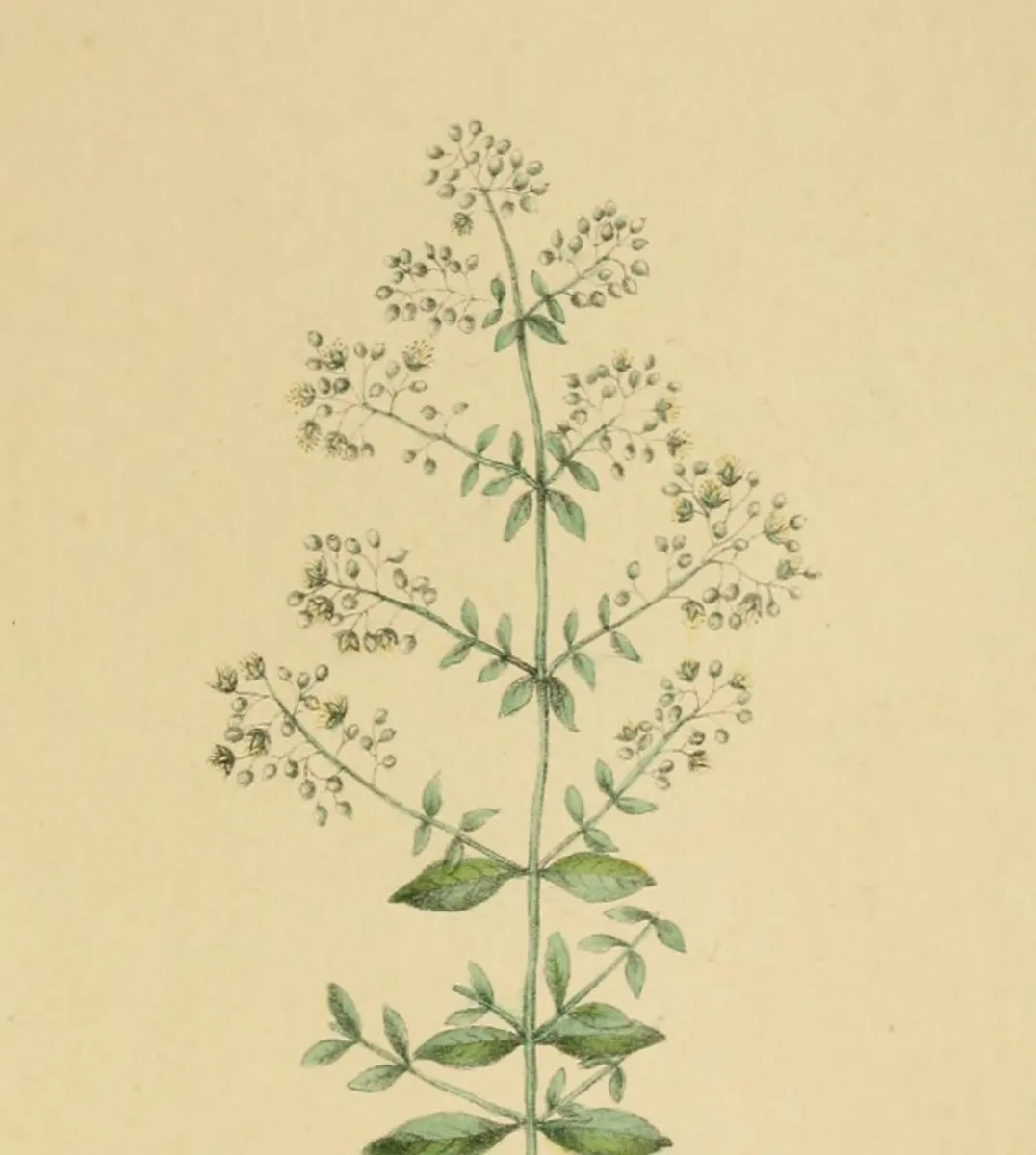 Album de la flora médico-farmacéutica é industrial, indígena y exótica (Pl. 16) BHL11238458