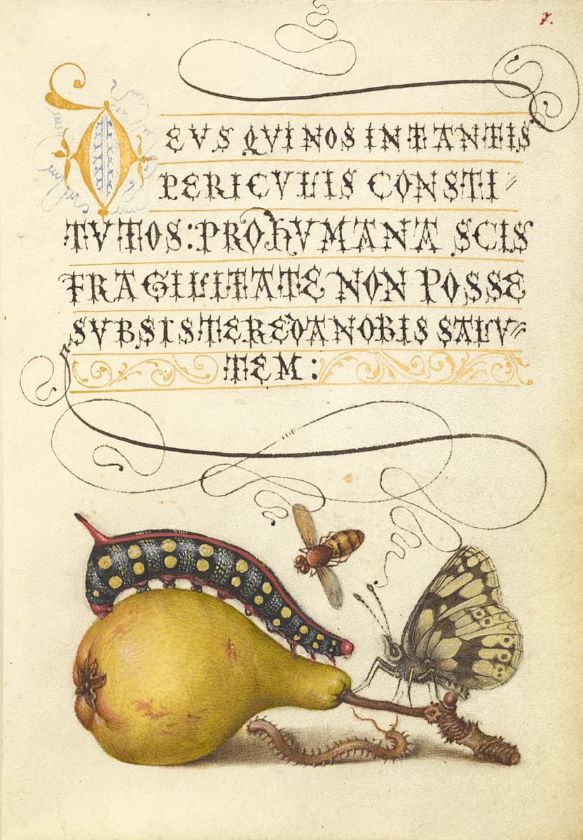 Mira calligraphiae monumenta (Model Book of Calligraphy) G. Bocskay 1562 J. Hoefnagel illumination 1596 Ms.20 (86.MV.527) fol. 007 Fly, Caterpillar, Pear, and Centipede (Getty Museum)