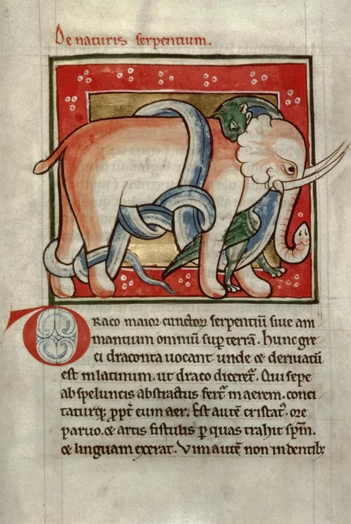 Serpent killing an elephant, Workshop Bestiary: ms. 81, fol. 78
