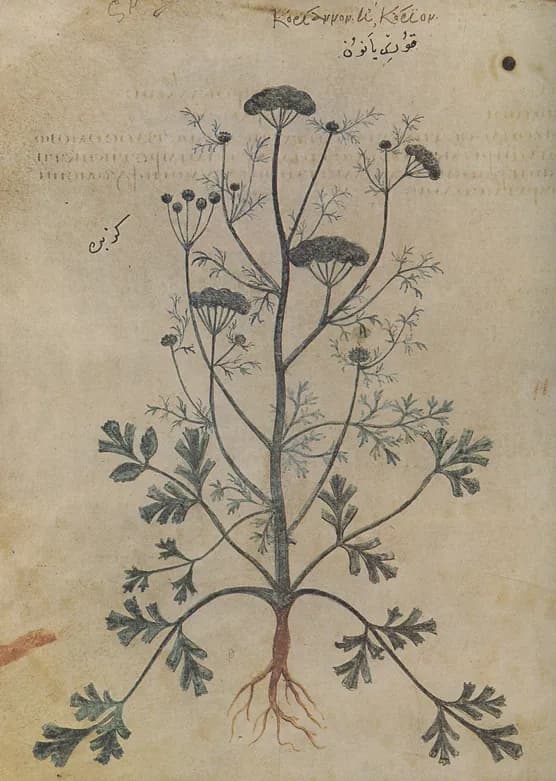 Koriannon ê korion 155v Dioscoride Vienne