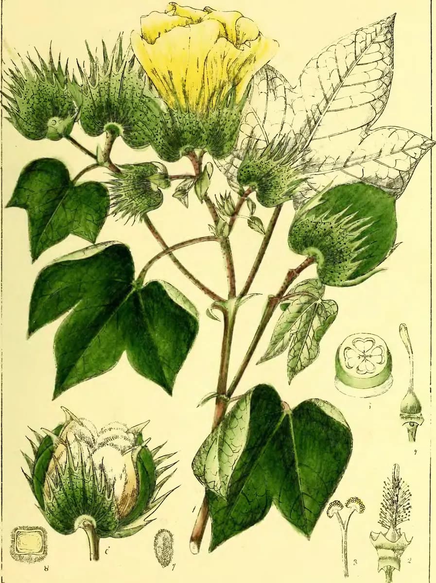 Illustrations of Indian botany