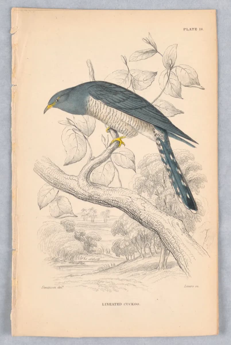 Lineated Cuckoo, Plate 18 from Birds of Western Africa