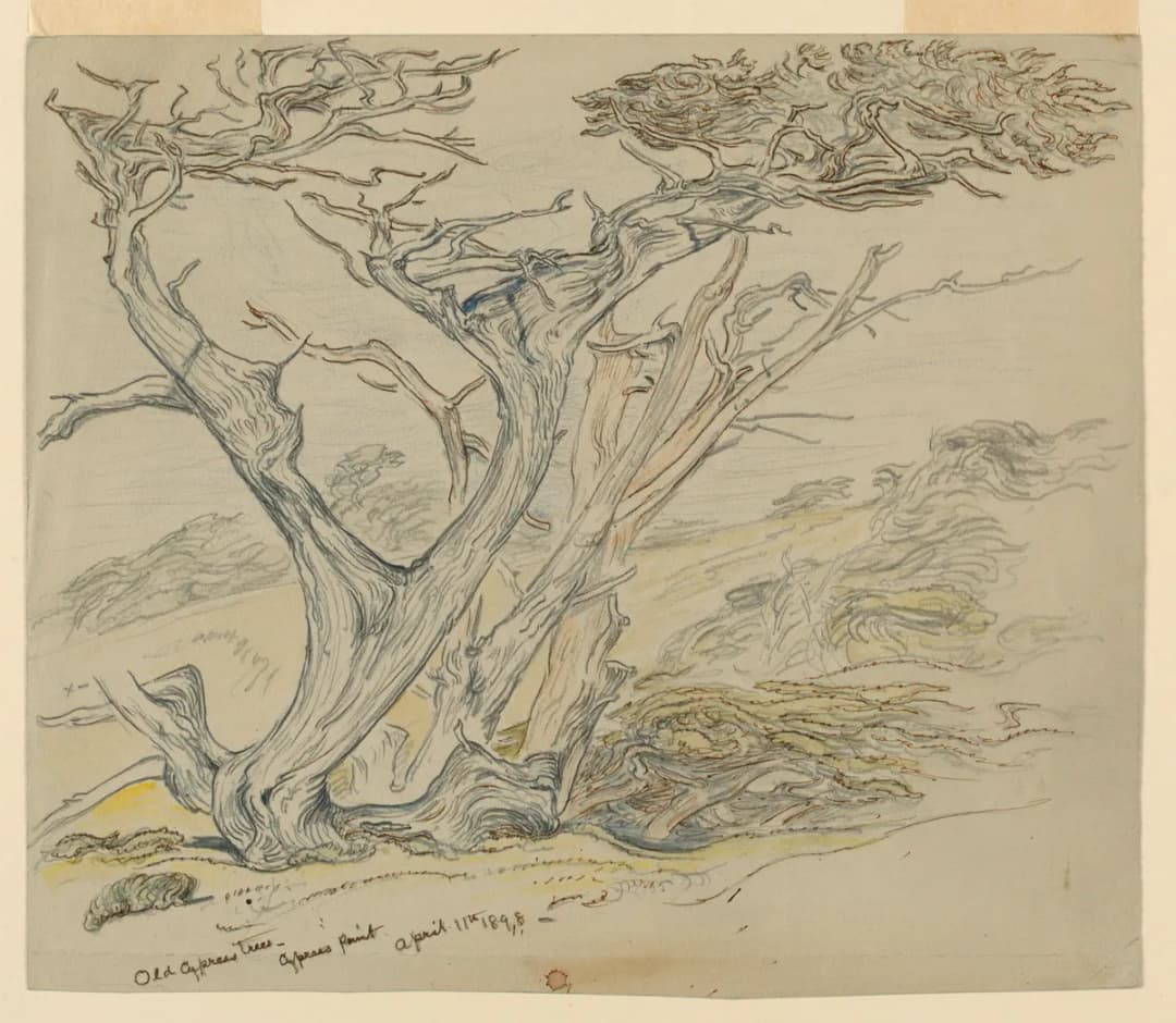 Drawing, Study of Old Cypress Trees, Cypress Point, April 11, 1898