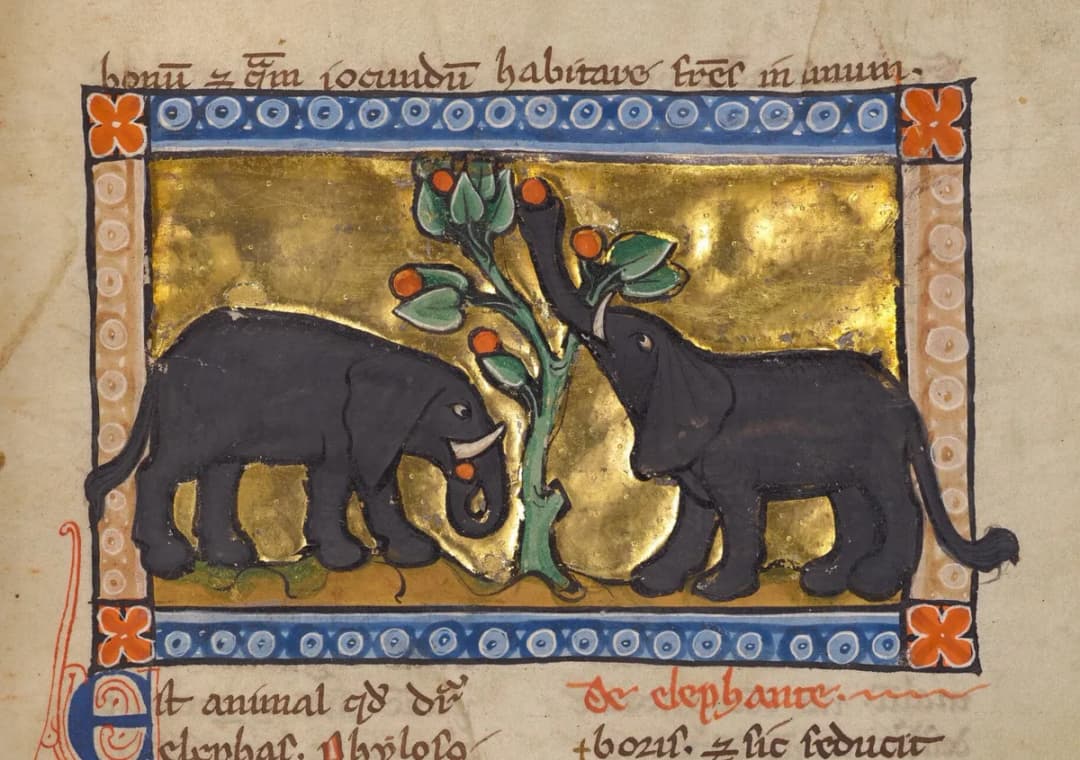 Two Elephants