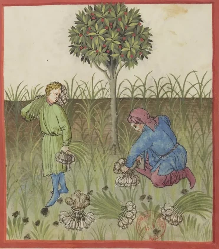 Garlic (folio 23r)
