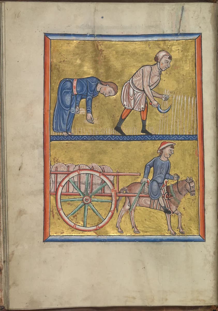 Calendar, August, people reaping corn, gleaning, harvesting - Psalter of Eleanor of Aquitaine (ca. 1185) - KB 76 F 13, folium 008v