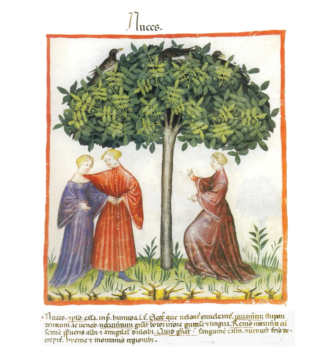 Abdul ibn Butlan Nuces