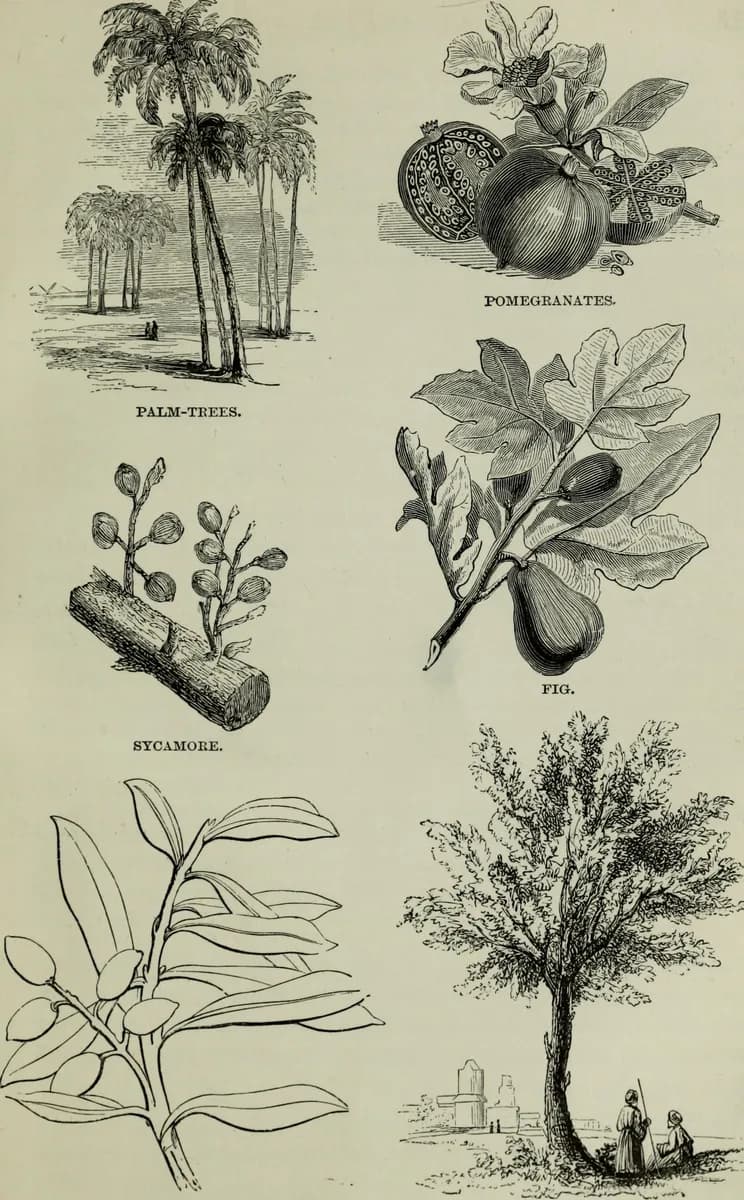 PALM-TREES. Sacred geography, and antiquities (1872) by Barrows, E. P. (Elijah Porter), 1807-1888 / Publisher New York : American Tract Society(14585362468)