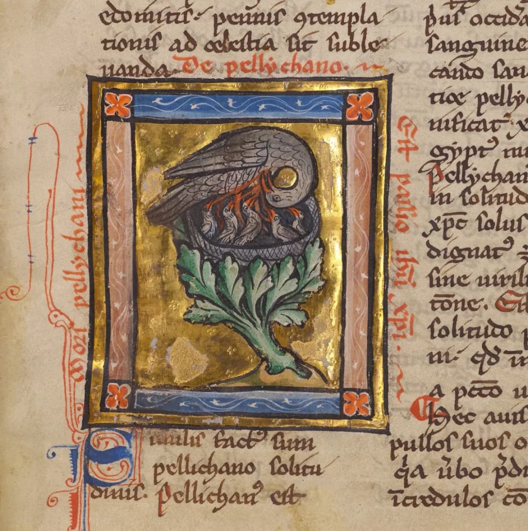 A Pelican Feeding her Young