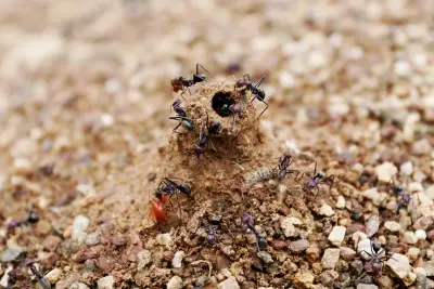 Ant mound