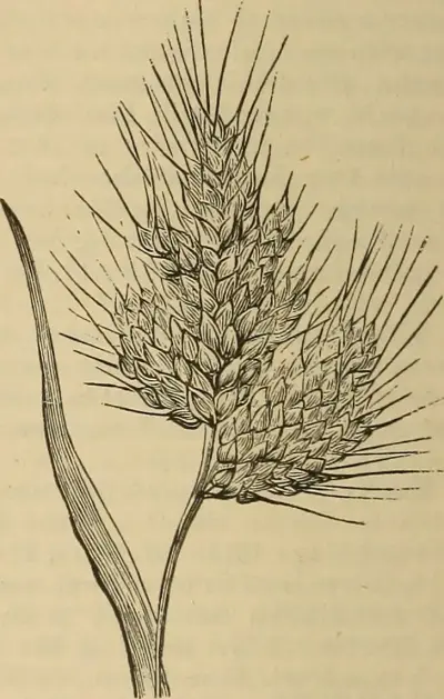Egyptian Wheat. A dictionary of the Bible.. (1887) (14758888746)