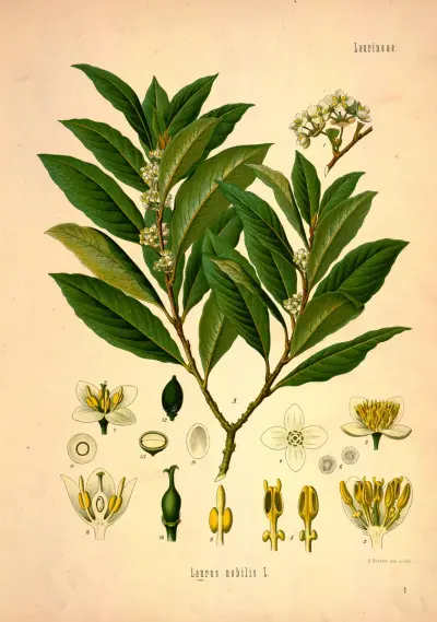 Köhler's Medizinal-Pflanzen in naturgetreuen Abbildungen mit kurz erläuterndem Texte (Plate 1) BHL303564