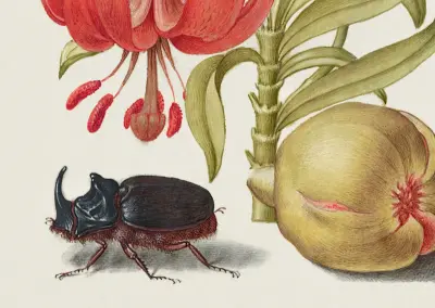 Mira calligraphiae monumenta (Model Book of Calligraphy) G. Bocskay 1562 J. Hoefnagel illumination 1596 Ms.20 (86.MV.527) fol. 043 scarlet turk's cap rhinoceros beetle and pomegranate (enhanced image by Rawpixel)
