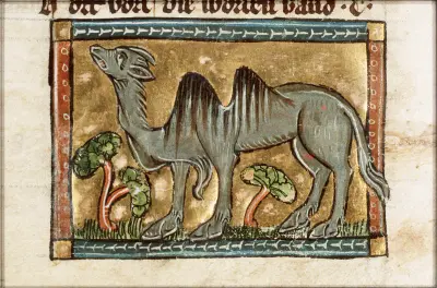 Camelus (camel) - miniature from folio 047v from Der naturen bloeme (KB KA 16) by Jacob van Maerlant