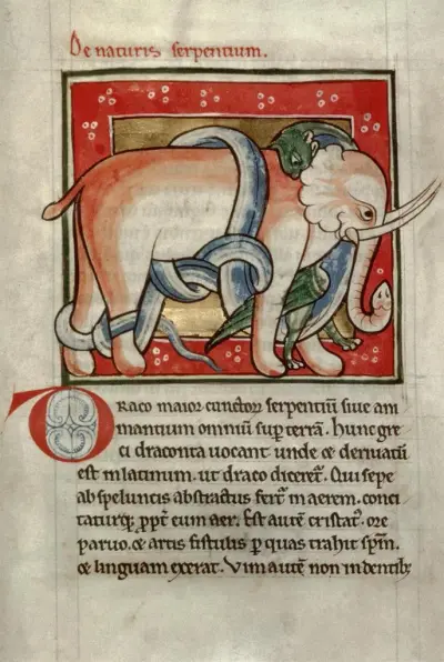 Serpent killing an elephant, Workshop Bestiary: ms. 81, fol. 78