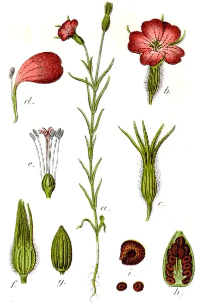 Agrostemma githago Sturm17