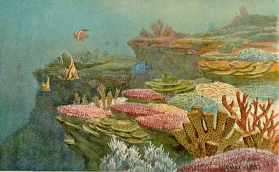 Ancient coral reefs