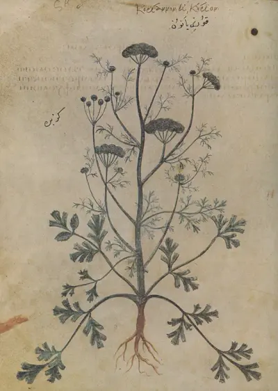 Koriannon ê korion 155v Dioscoride Vienne