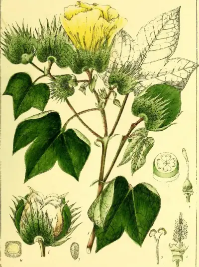 Illustrations of Indian botany