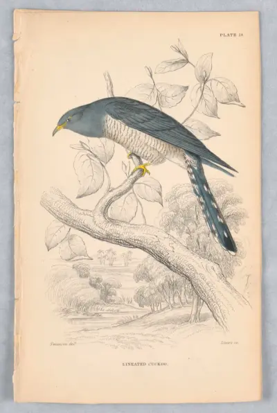 Lineated Cuckoo, Plate 18 from Birds of Western Africa