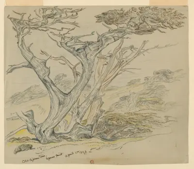Drawing, Study of Old Cypress Trees, Cypress Point, April 11, 1898