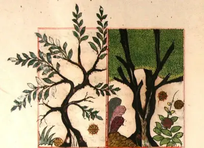 Depiction of the ebony tree and its fruit