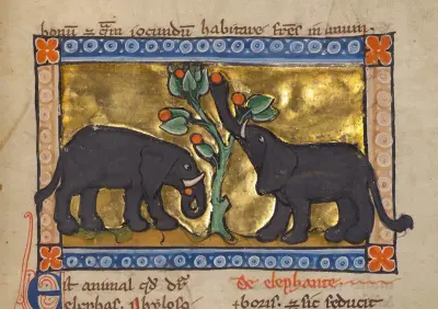 Two Elephants