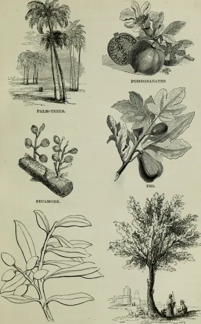 FIG. Sacred geography, and antiquities (1872) by Barrows, E. P. (Elijah Porter), 1807-1888 / Publisher New York : American Tract Society(14585362468)