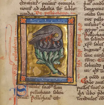 A Pelican Feeding her Young