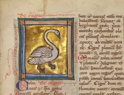 A Swan